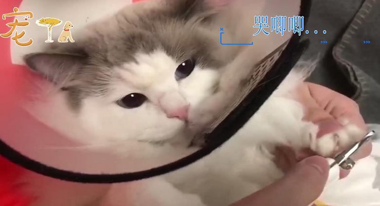 宠TA丨帮猫咪剪指甲的正确打开方式 