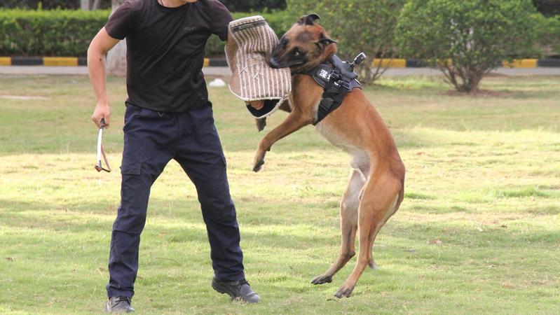 宠TA丨没法竞拍到淘汰警犬？说不定是好事儿！
